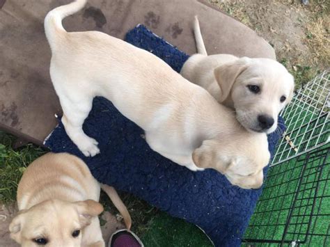 7 purebred Labrador Retriever puppies for sale Fresno - Puppies for Sale Near Me