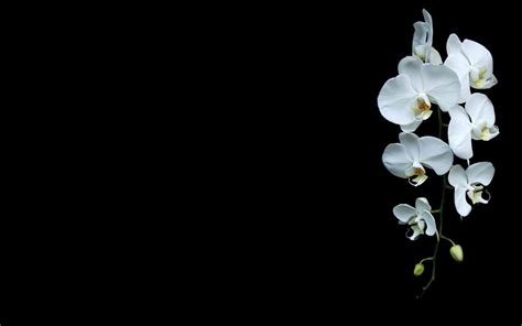 Orchid | Orchid wallpaper, Orchid flower, Orchid photography