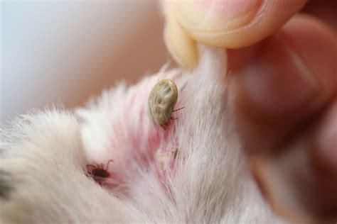 Fleas, Ticks, and Lice—Oh My! How To Prevent Pesky Parasites - WesVet