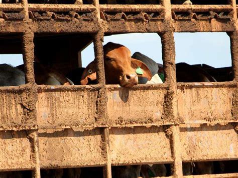 Live cattle ship turning back to Darwin after fire | Shepparton News