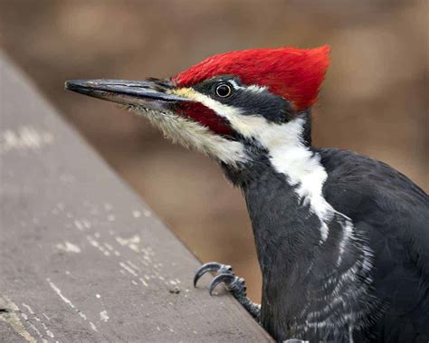 Woodpeckers In Mississippi: 8 Species You'll Want To Look For