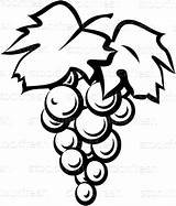Grape Vine Black & White Illustration Vector © Mr  sketch template