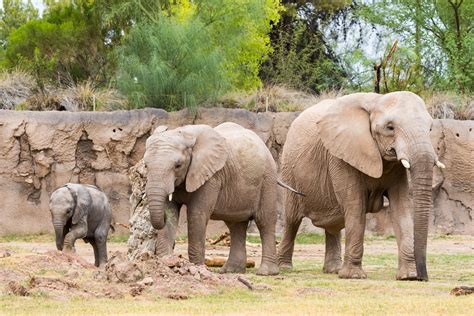 Reid Park Zoo is Committed to the Conservation of Endangered Elephants | Reid Park Zoo