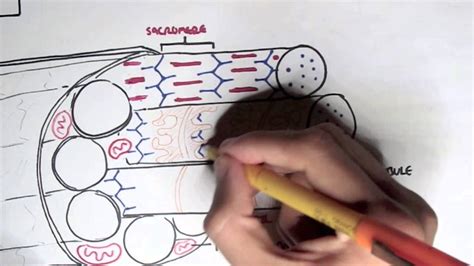 Myology - Skeletal Muscle Contraction - Medical Discover