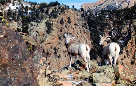 Watch Wyoming Wildlife Pose in Front of Laramie Peak Webcams