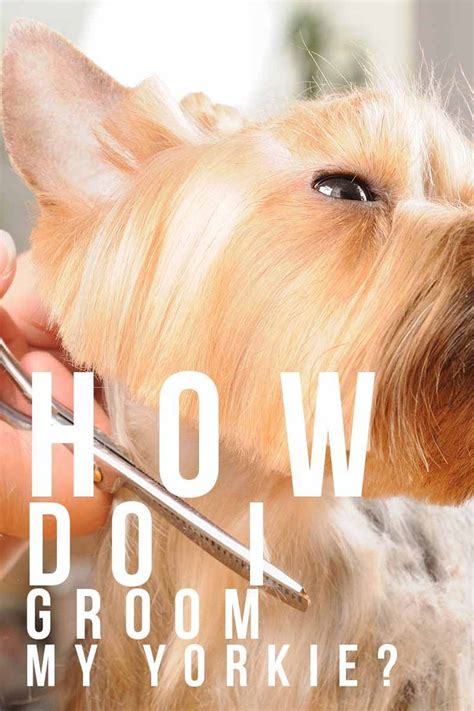 yorkies How do I groom my Yorkie? - A dog grooming guide. - A right of passage for e ...