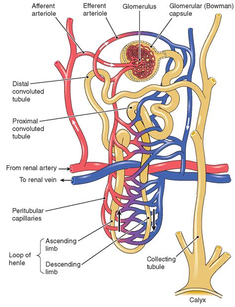 The Urinary System (Structure and Function) (Nursing) Part 1
