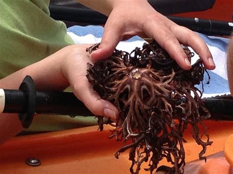 Basket starfish James found in the turtle grass - Picture of Blue Planet Kayak Eco-Tours, Key ...