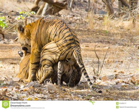 Tiger love stock image. Image of lion, love, park, india - 31409117