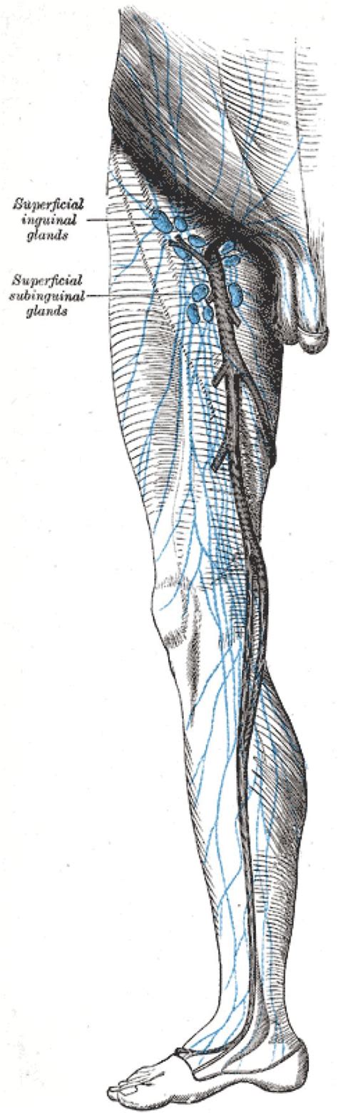 Lymph nodes of the leg and inguinal nodes #lymphmassage #lymph #massage #lymphatic #system | リンパ ...