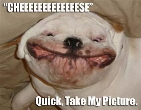 37 Funny Animal Memes That Will Have You Laughing Out Loud | Funny dog faces, Funny animal memes ...