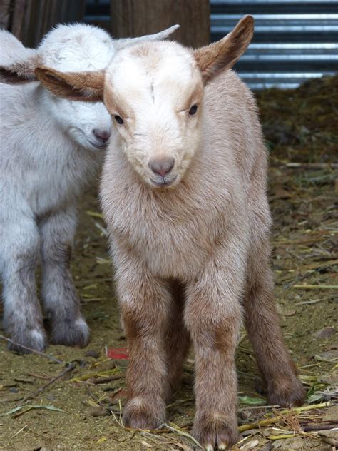 Free Images : kid, pasture, sheep, mammal, fauna, goats, newborn ...