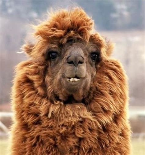 Unflattering Alpaca Photos | Hilarity - Dieren, Lama's en Grappig beest