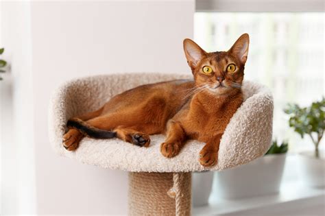 My Pets World: Explore Cat Breeds: Comprehensive Guide to Common & Rare Varieties