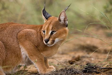 Caracal - Africa's deadly beauty - Africa Geographic