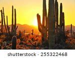 Desert Sunrise in Tuscon, Arizona image - Free stock photo - Public Domain photo - CC0 Images