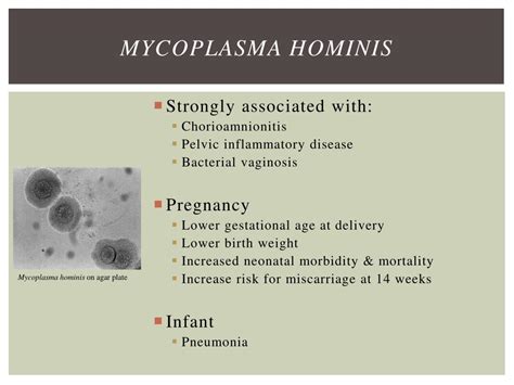 PPT - ASSOCIATION BETWEEN MYCOPLASMA INFECTION AND COMPLICATIONS DURING PREGNANCY PowerPoint ...