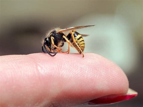 Home Remedy for Wasp Sting: Exploring Tried and Tested Methods