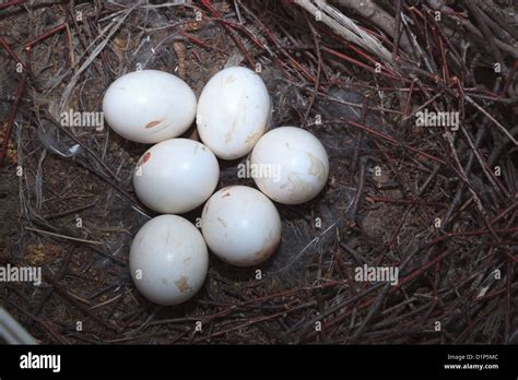 Owl eggs hi-res stock photography and images - Alamy