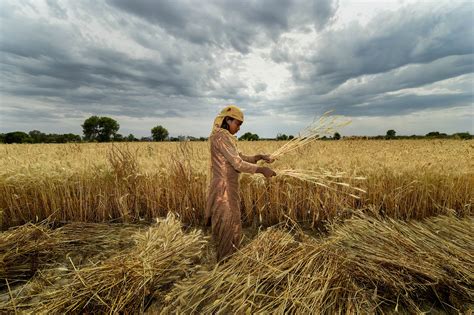 Covid-19 | Coronavirus: Countries around the world are facing labour crunch to harvest crops ...