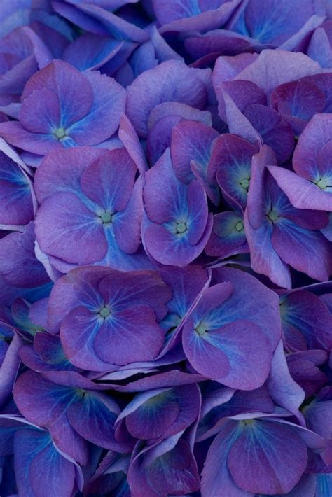 Pin by fleuriste on les fleurs qui embélies la vie | Beautiful flowers, Hydrangea macrophylla ...