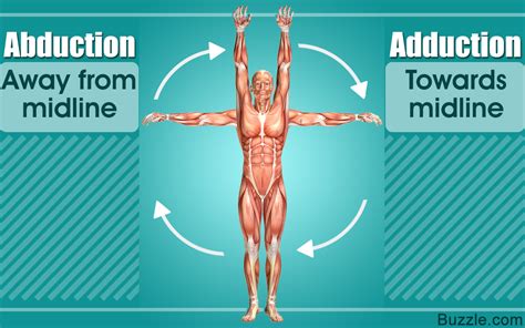 Abduction Vs. Adduction: The Differences You Didn't Know - Bodytomy