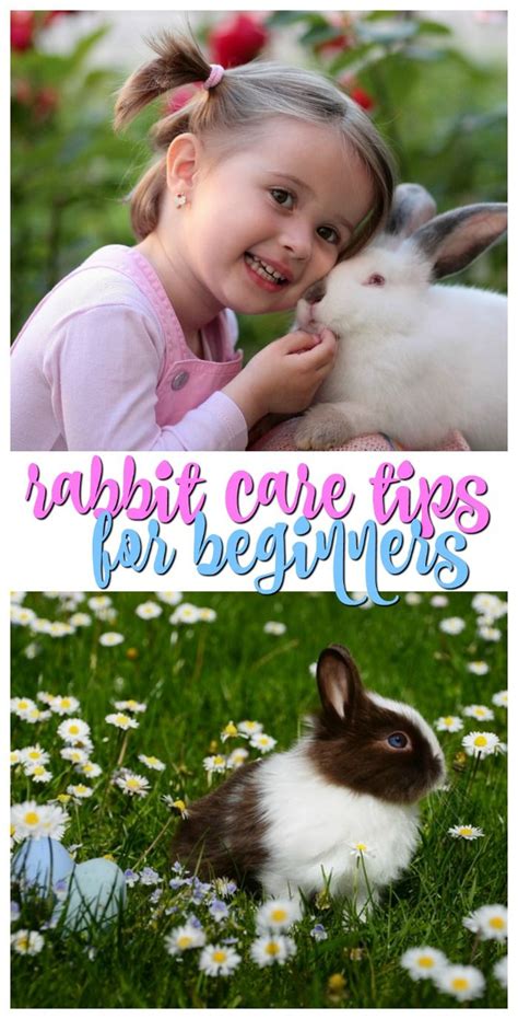 Tips for Caring for Rabbits and Keeping a Rabbit Indoors | Pet rabbit ...