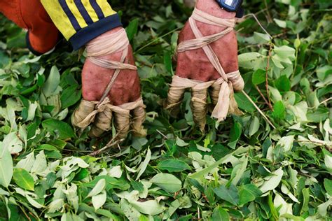 Colombia cocaine coca paste farming trade - Business Insider