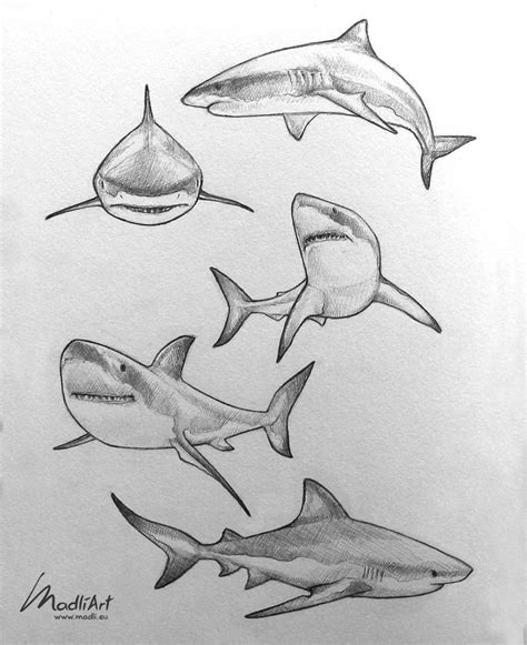 pencil drawing of sharks and shark teeth