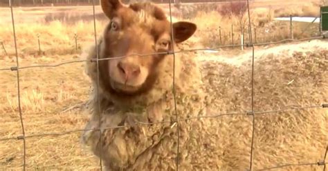 Blind sheep inspires many to overcome their challenges - CBS News