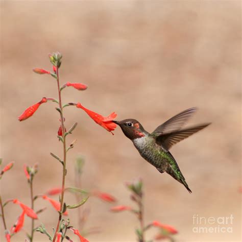 Hummingbird Feeding Photograph by Bob and Jan Shriner