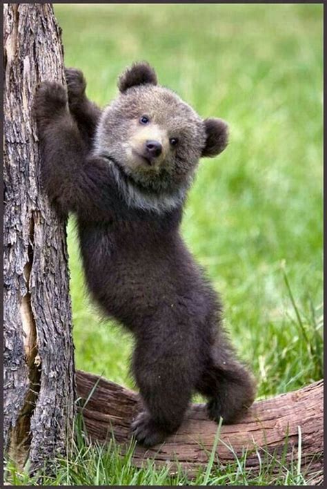 A Kodiak Bear Cub. "Adorable Baby Animals" | Cute baby animals, Cute animals, Cute animal pictures