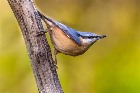 Nuthatch Bird Facts | Sitta Europaea