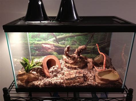 How to: Corn Snake Vivarium | Snake enclosure, Corn snake, Snake terrarium