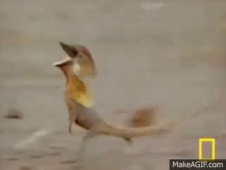 Funny Lizard Running GIF - LizardRunning TwoLegs NationalGeographic - Discover & Share GIFs