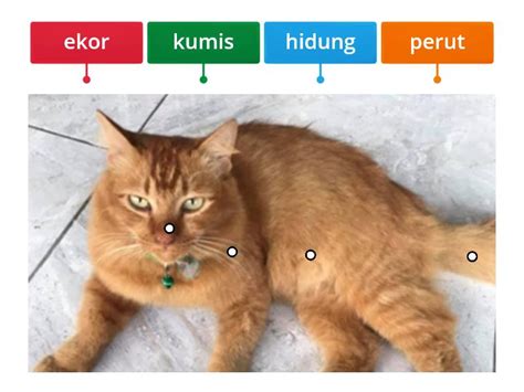 Mengenal Anggota Tubuh Hewan - Labelled diagram