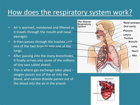 PPT - Respiratory System PowerPoint Presentation, free download - ID:3032756