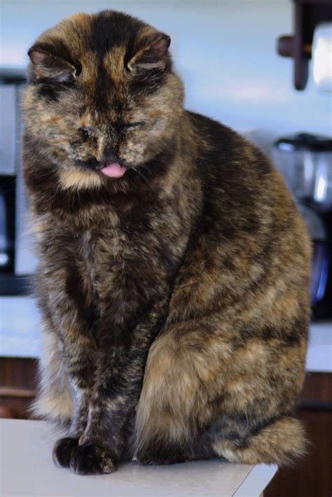 Pussy cat poking tongue out | My lovely crazy cat sitting in… | Flickr