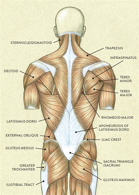 Pin by 1 on ANATOMÍA | Muscle anatomy, Human anatomy, Human muscle anatomy