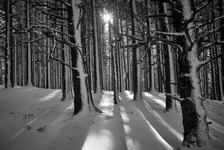 Winter Trees | Hiking in the forest of Fort Abercrombie afte… | Flickr