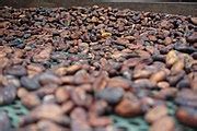 Chocolate production - Wikimedia Commons