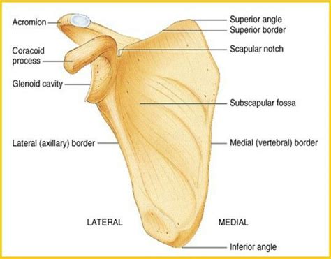 Pin by Phoebe Cooper on Education, Science, & Medicine | Subscapular ...