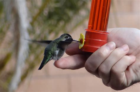 Feeding A Hummingbird – armafair.com