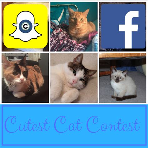 Catapalooza! Follow along for coverage of Cutest Cat contest photo shoot on Facebook Live, Snap ...