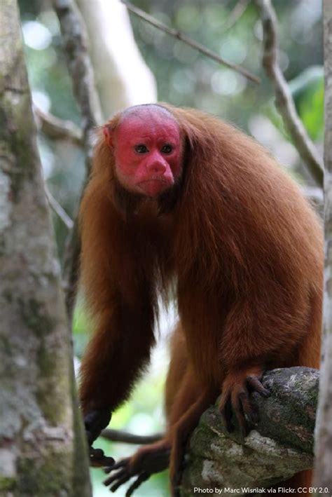 Bald Uakari | Uakari, Animals, Animals beautiful