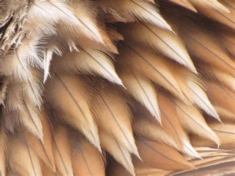 Falcon Images: Images Of Golden Eagle Feathers