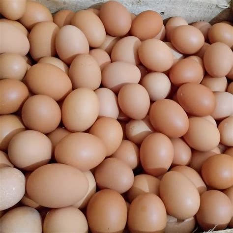 Harga Telur Ayam Negeri 1 Kg - Gunung Emas Digdaya