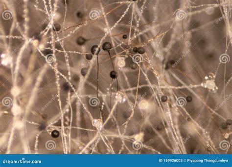 Rhizopus Bread Mold Under the Microscope. Stock Image - Image of mold ...