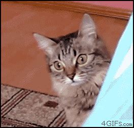 Sneaky-beaky GIFs - Get the best GIF on GIPHY