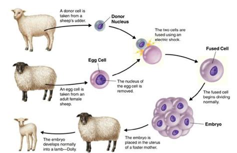 Draw a flow chart to show the process of cloning - Brainly.in